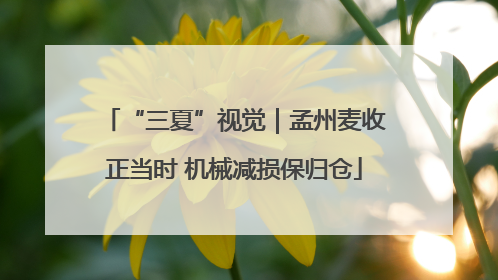 “三夏”视觉｜孟州麦收正当时 机械减损保归仓