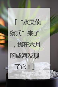 “水果侦察兵”来了，我在六月的威海发现了它！