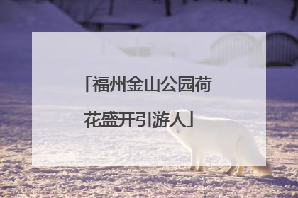 福州金山公园荷花盛开引游人