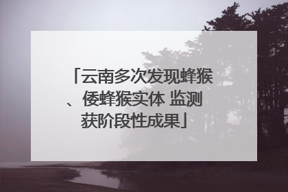 云南多次发现蜂猴、倭蜂猴实体 监测获阶段性成果