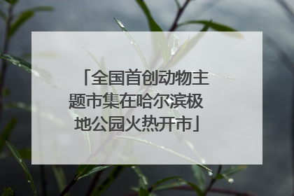 全国首创动物主题市集在哈尔滨极地公园火热开市