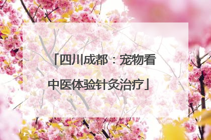 四川成都：宠物看中医体验针灸治疗