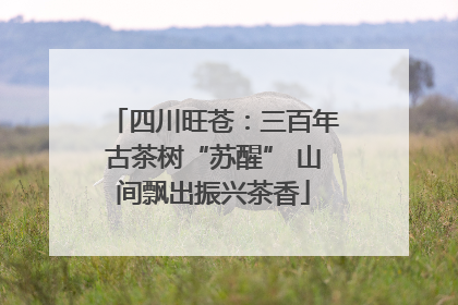 四川旺苍：三百年古茶树“苏醒” 山间飘出振兴茶香