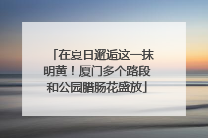 在夏日邂逅这一抹明黄！厦门多个路段和公园腊肠花盛放