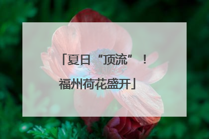 夏日“顶流”！福州荷花盛开