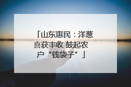 山东惠民：洋葱喜获丰收 鼓起农户“钱袋子”