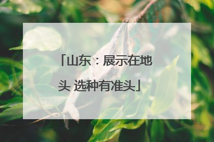 山东：展示在地头 选种有准头