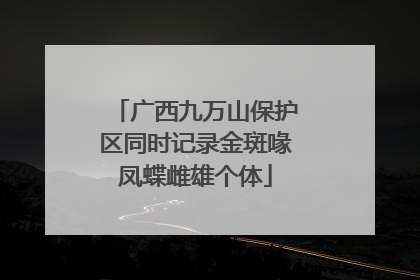 广西九万山保护区同时记录金斑喙凤蝶雌雄个体