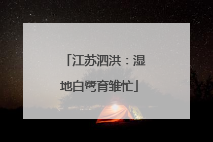 江苏泗洪：湿地白鹭育雏忙