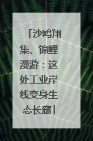 沙鸥翔集、锦鲤漫游：这处工业岸线变身生态长廊