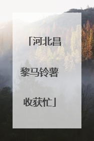 河北昌黎马铃薯收获忙