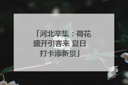河北辛集：荷花盛开引客来 夏日打卡添新景