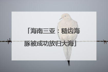 海南三亚：糙齿海豚被成功放归大海