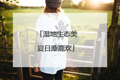 湿地生态美 夏日麋鹿欢