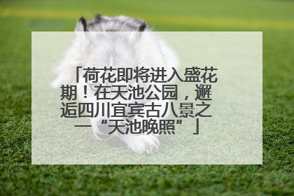 荷花即将进入盛花期！在天池公园，邂逅四川宜宾古八景之一“天池晚照”