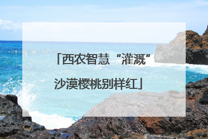 西农智慧“灌溉” 沙漠樱桃别样红