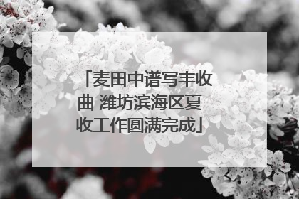 麦田中谱写丰收曲 潍坊滨海区夏收工作圆满完成