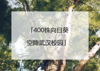 400株向日葵空降武汉校园
